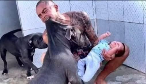 PITBULL DOG ATTACKS HIS OWNER’S SON AND… See more