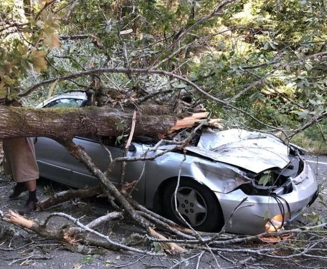 Popular comedian died in sad accident when massive tree limb fell on top of him… Details in comments 👇