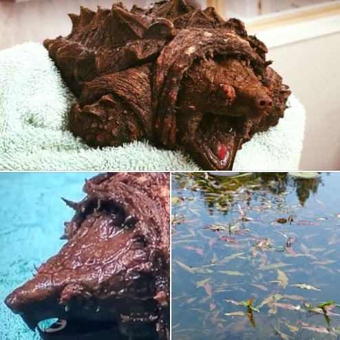A woman was strolling around a lake when she spotted this scary-looking creature bathing in the shallow waters. The fearsome-looking brute forced her to call for help immediately, and eventually, authorities were able to examine the beast with jaw strength to sever fingers… What the woman had found? I am completely speechless, look in the comments for the answer 💬⬇