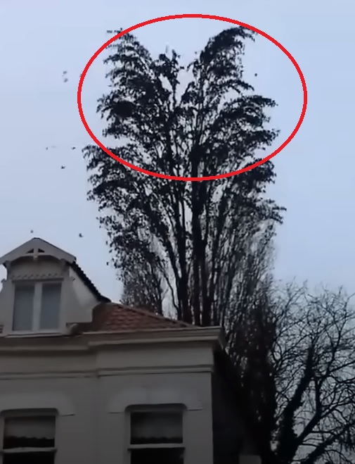 He was just filming a tree, but at 0:18, something happened that he will remember for a long time. 😱😱😱 Watch the surprising moment captured on camera in the comments 👇