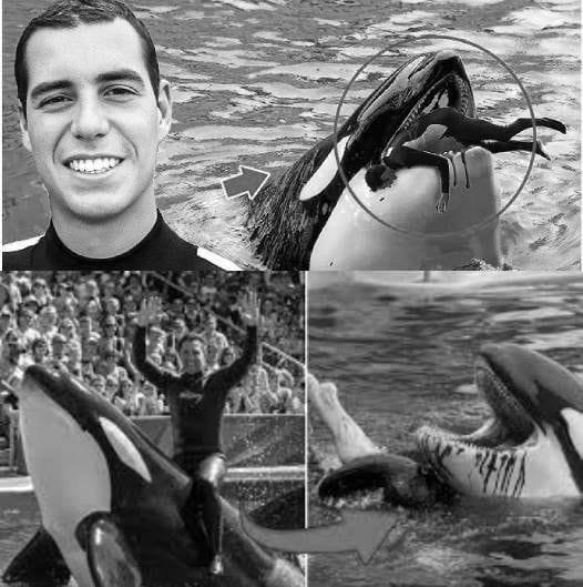 N61 Coach Orca is Destroy by this thing while … see more