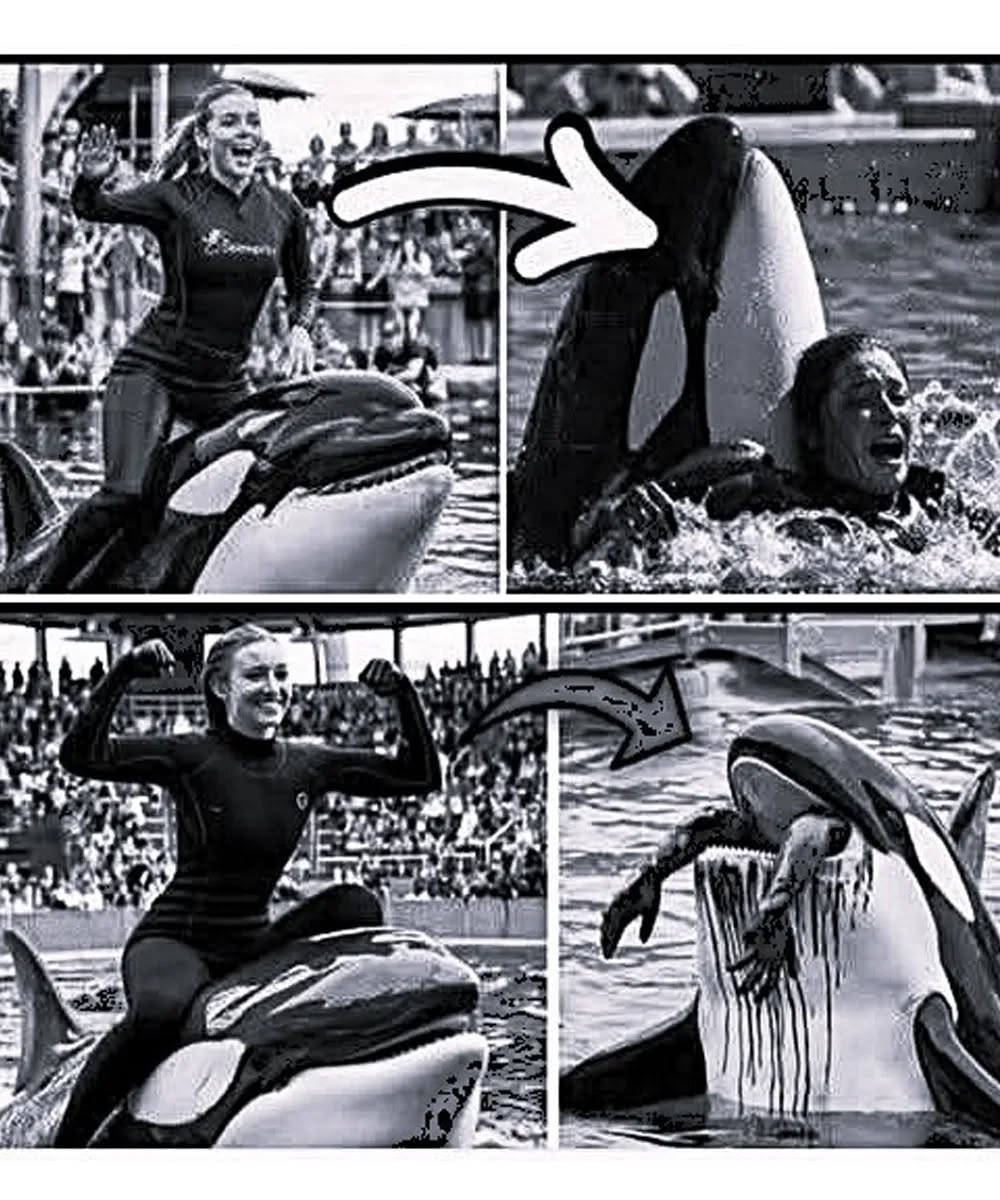 The sh0cking final moments of k-ill,er whale trainer Jessica Radcliffe were caught on camera. Video in comment