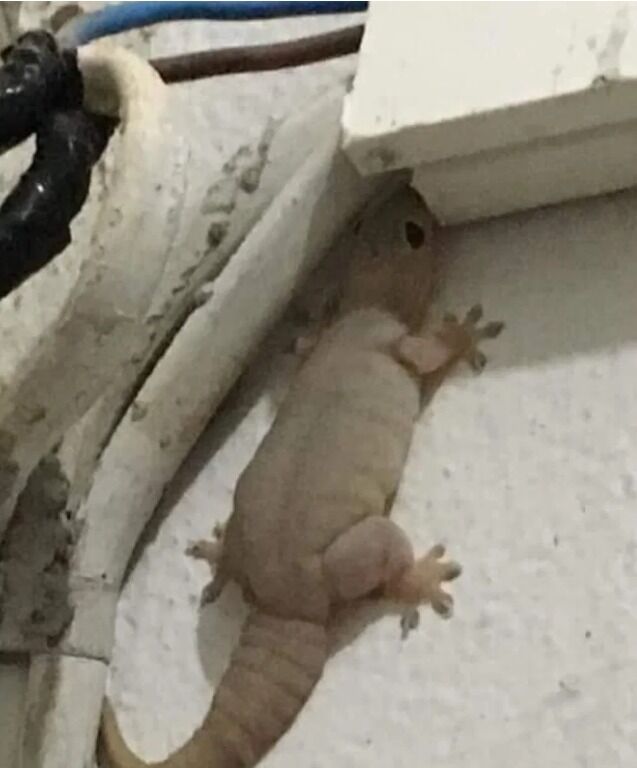 Did you know that if a lizard comes into your home it is a sign that…See More in comment…