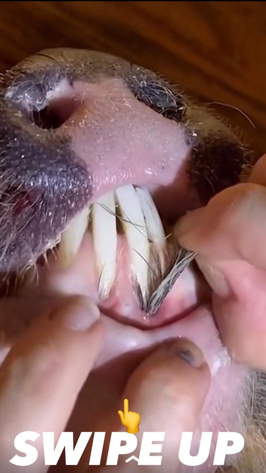 In the United States, firefighters rescue not only people but also animals.(Video)