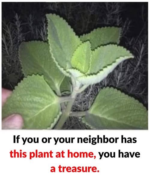 If You Have This Plant At Home You Have A Treasure. Check 1st comment 👇
