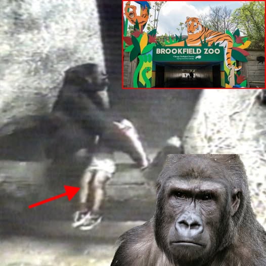 It’s been nearly three decades since the world’s hairiest hero burst into public consciousness. Binti Jua became a hero in 1996 when she rescued a 3-year-old boy who fell into her gorilla enclosure at the Brookfield Zoo outside of Chicago.— (Detail Check Below)