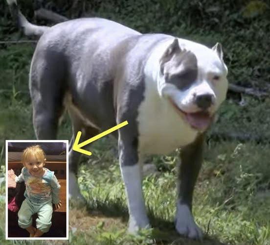 2-Year-Old Goes Missing For Days, Man Opens Door And Realizes Pit Bull Had The Little Girl…Details in the first comment👇