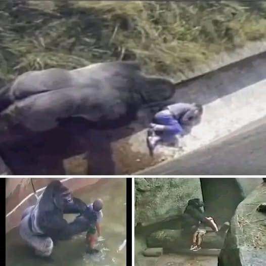 The Boy Fell Into a Gorilla Cage… What Happened Next Stunned the World 🦍😱👇