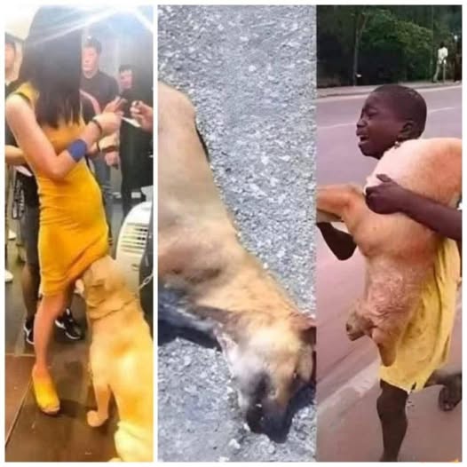 If your dog is sniffing your genital area, it means you have…See more