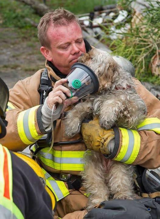 Heartwarming Heroes: 🥺❤️ U.S. firefighters saving lives—both human and animal! photos and videos (check in first comment👇)