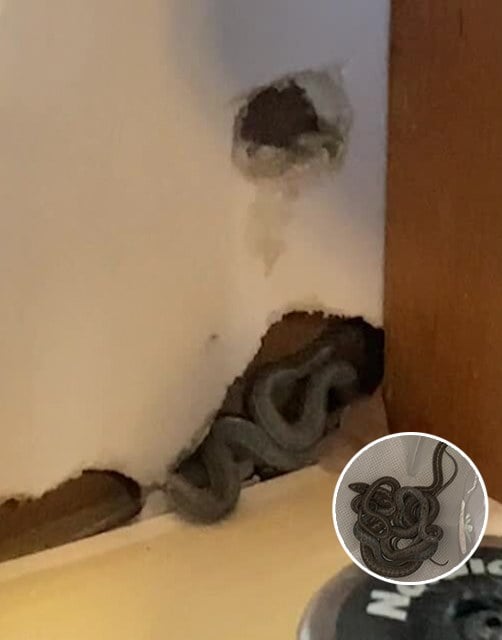 Mom of 2 Amber Hall was delighted to move into her first home. But while she was unpacking, her dog began to behave strangely. That’s when Amber took a closer look at the wall, and what she found makes my blood run cold 😲😲 Check the comments 👇