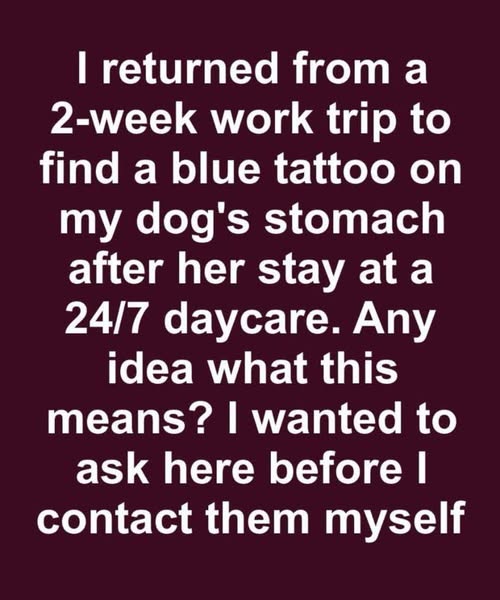 I Picked Up My Dog from a 24/7 Daycare