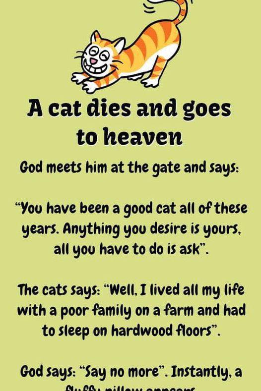 Heavenly Humor: A Cat’s Delightful Afterlife Tale