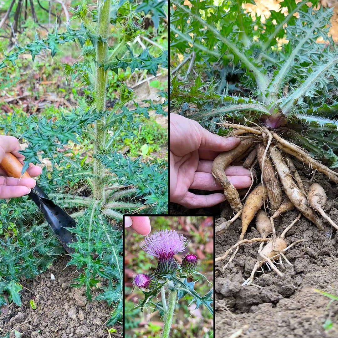 This FREE MEDICINE is growing everywhere, but most people are clueless… 💬👀