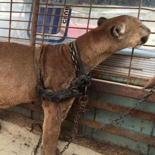 For 20 years, this mountain lion was chained up – now watch his reaction when gets rescued… Check comments 👇❤️