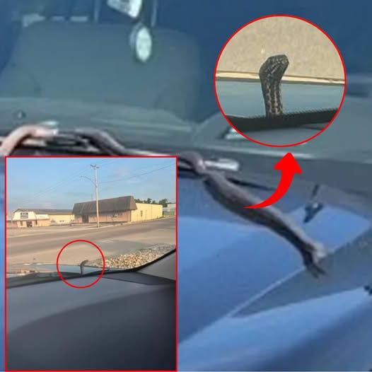 Imagine this — you’re just walking home, and suddenly a snake shows up out of nowhere. Wouldn’t you be scared?”— (Detail Check Below)