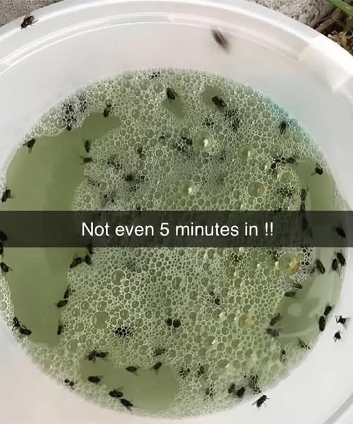 Just put it in the kitchen, and all flies, mosquitoes, and bugs will go away. 👌 👌 Recipe in 💬 👇