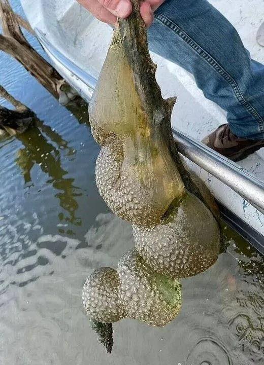 He pulled this ‘alien egg pod’ from the lake… now officials have issued a warning 😳 What IS this?! 😱😱 Check first comment👇