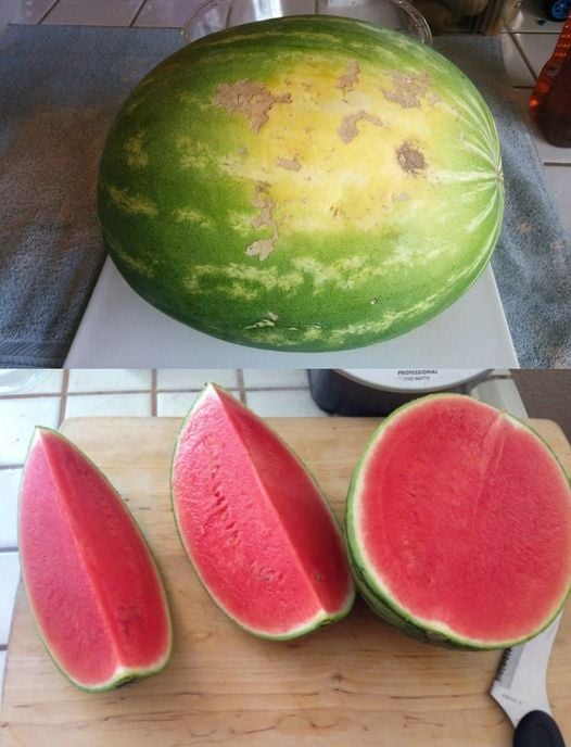 Since watermelon season is here, I figured I\’d share this. Everyone knows that I always choose the best watermelons. Stop thumping melons—it\’s not going to tell you anything. This is exactly how you should choose watermelons 🗨️👇