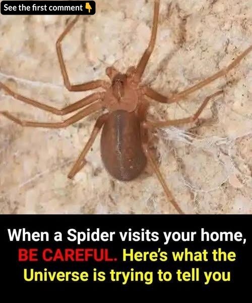 👀Did you know: When a Spider visits your home it’s a sign of… 👇👇…