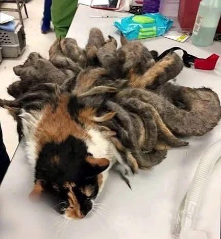 When they discovered this poor creature on the street, they were shocked. After bringing her to the local rescue they quickly got to work. Her after pictures and transformation are heartbreaking Check comments
