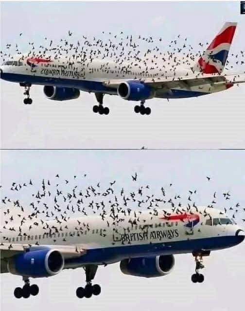 The pilot cried when he understood why the birds wouldn’t leave him alo…See more