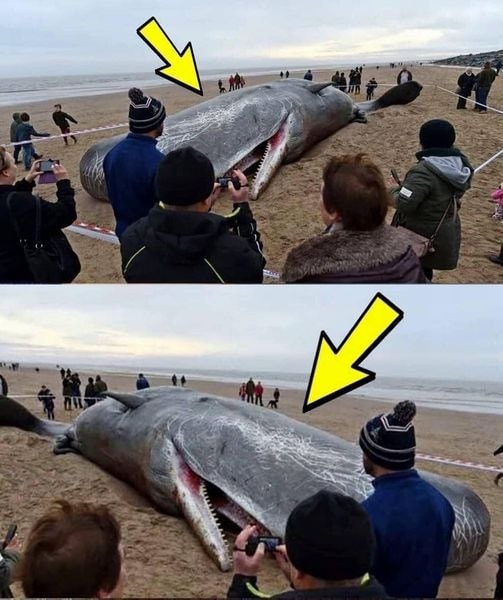 What They Found in the Stomach of This Sperm Whale Shocked the Entire World! It’s Hard to Believe! See in the First Comment Below👇👇