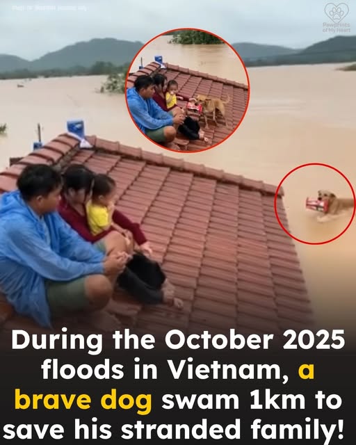 A family stranded on a rooftop during Vietnam’s deadly floods had no food, no signal — and no hope. But their rescue began with an unlikely hero. 🐶❤️ This story will restore your faith in loyalty, love, and survival. 👉 Full story in the comments