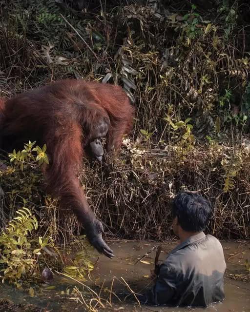 When photographer Anil Prabhakar entered the Bornean jungle, he hoped only to glimpse an orangutan. What he witnessed instead was a gesture that spoke louder than words. As a crew member struggled in the thick river mud, a female orangutan moved closer. She anchored herself with one hand and stretched out the other — palm open, as if offering to help. For three long minutes, she held that pose, her eyes fixed on the man’s struggle. The man did not take her hand. He later explained he could not risk interaction — both for his safety and hers. But Prabhakar had already captured the moment: a species so often harmed by humans instinctively reaching out in compassion. The photo, when shared, rippled across the world. More than an image, it was a mirror — reminding us that empathy is not ours alone. Sometimes, the most human act comes not from us, but from the wild. 👉 Full story in the comment below