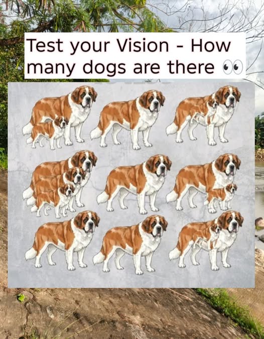 Only the sharp-eyed can get this! How many dogs are hiding here? (check in the first comment👇)