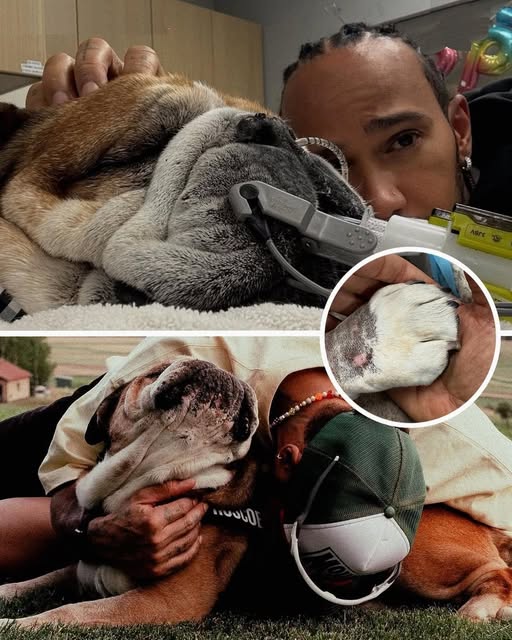 Heartbreak for Lewis Hamilton 💔🐾 He said goodbye to his dearest companion, Roscoe, who passed away in his arms after days on life support. Rest in peace, sweet Roscoe 🥀 (check in the first comment👇)