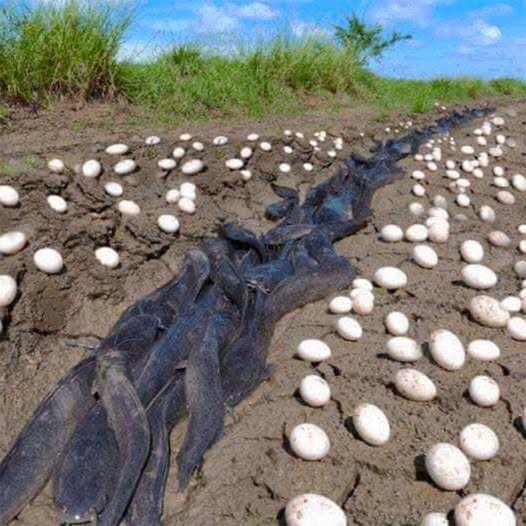 Farmer Finds Hundreds Of Strange Eggs In His Crops – But When They Hatch, He Bursts Into Tears… For More Check first Comment 👇