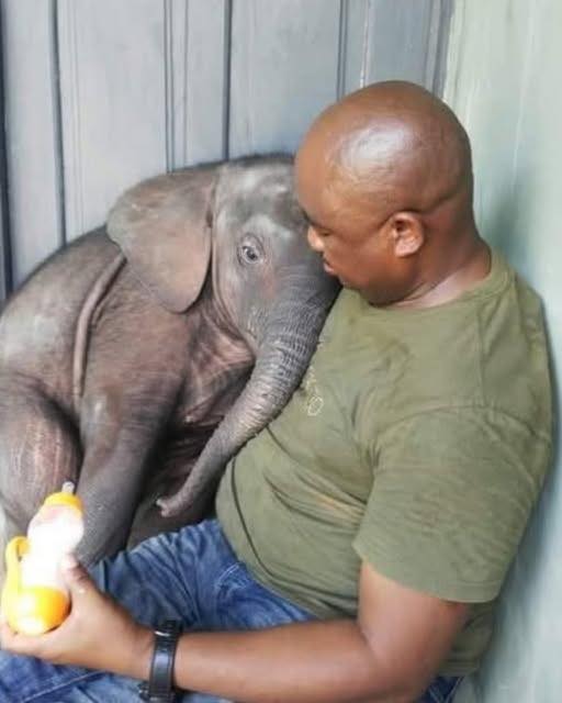 Tembo the elephant was wounded and chained by poachers, struggling in pain and fear. Ranger Peter came to his rescue, carefully freeing him, tending to his wounds, and showing him compassion. For the first time, Tembo let out a deep sigh of relief. (check in the first comment👇)