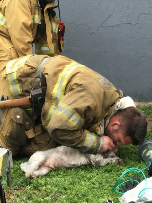 Last week in Santa Monica, firefighter Andrew Klein heroically rescued a dog named Nalu from a blazing building, performing life-saving CPR to bring the unconscious puppy back to life. 🚒🐾 A powerful reminder of the dedication and bravery of our first responders… Full story 👉 Check the comments! 👇