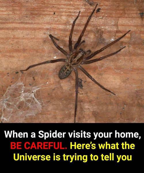 Did you know: When a Spider visits your home it’s a sign of… See more in comment 👇👇