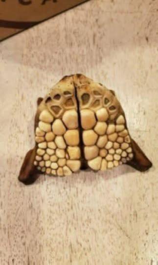 “I found this on the beach in Pensacola,FL and have asked marine biologists taken it to museums etc etc. with no luck. Been a mystery to me and a friend of mine for 20 years…” Check the comments ⬇️