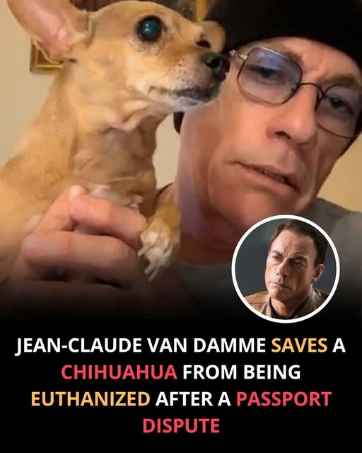 Jean-Claude Van Damme just proved he’s a hero off-screen too. 💪🐶 When a tiny Chihuahua’s life was at risk over a passport mix-up, he stepped in — and saved her. A true reminder that kindness is the greatest strength of all. ❤️ 👉 Read the full story in the comment below ⬇️