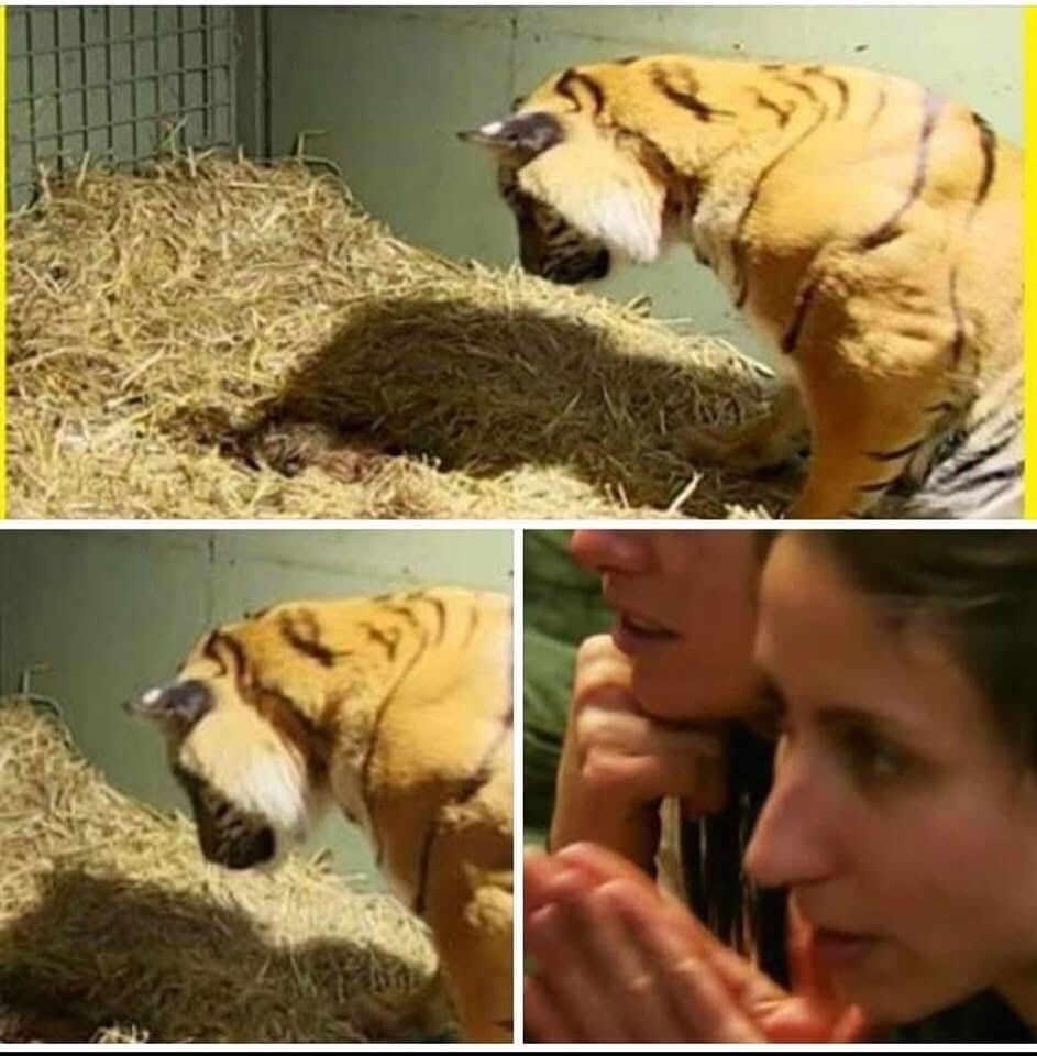 Tiger gives birth to lifeless twin cub – caretakers are astonished when mother’s instincts kick in… Check comments….. Read full story in comment