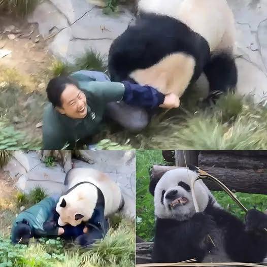 SAD NEWS: Just 30 minutes ago, at the Green Valley Zoo (Oregon, USA), 32-year-old Michael Torres was still doing his usual job – bringing breakfast to “Bai Yun”, the zoo’s famous 7-year-old male panda. No one expected that just a few minutes later, the animal, known as “the gentlest in the enclosure”, would suddenly…Check the comments. 👇👇👇