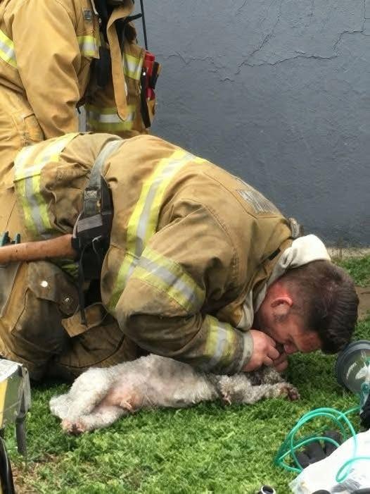 In Santa Monica last week, firefighter Andrew Klein bravely rescued Nalu, a dog, from a fire, using CPR to bring the lifeless pup back to life. (check in the first comment👇)