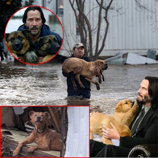 EVERYDAY HERO: Keanu Reeves rescues and builds a dog farm after massive flooding in Texas left dogs homeless.— (Full Details Below👇)