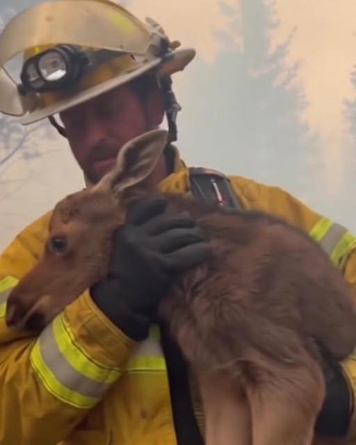 When orders told him to retreat, he ran into the fire instead. What he carried out wasn’t just a baby moose — it was a symbol of courage, compassion, and what it truly means to be human. ❤️🔥
