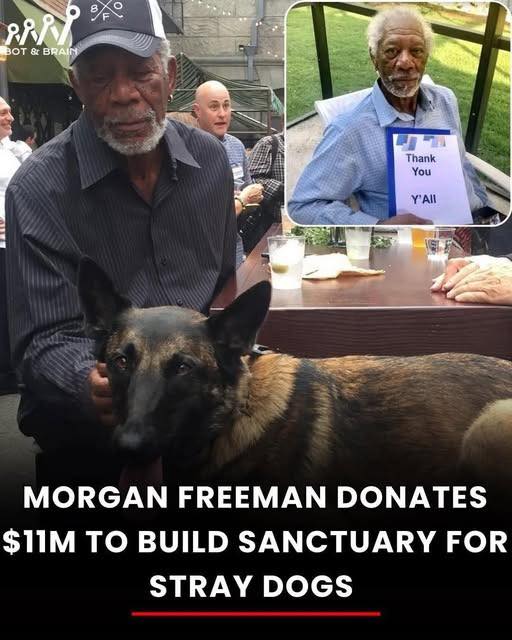 MORGAN FREEMAN DONATES $11 MILLION TO BUILD SANCTUARY FOR STRAY DOGS 🐾🏡 Hollywood legend Morgan Freeman is using his fame for good — pledging $11 million to build a sanctuary for stray and abandoned dogs. 🐶 The facility will offer shelter, medical care, adoption programs, and lifelong love for unadoptable pets. ❤️ A true voice of compassion — both on screen and in real life. 👉 Full story in the first comment 👇