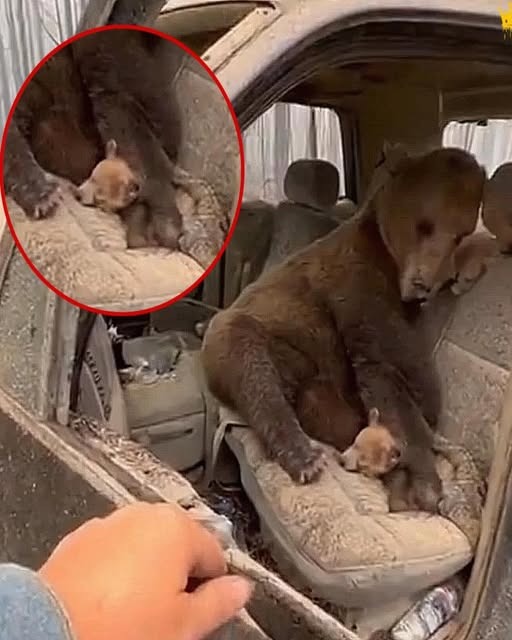 A MOTHER BEAR REFUSED TO LET GO 🐻💔 Found in a burned car cradling her lifeless cub, she stayed through wildfire chaos — a heartbreaking reminder that real love never runs, never gives up, never lets go. 👇