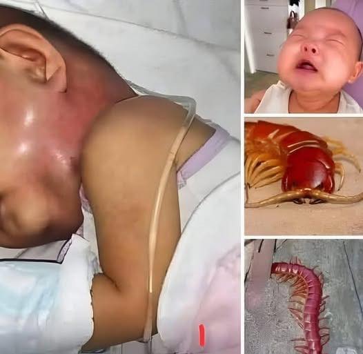 Never EVER kill a house centipede again😱😱. I had no idea….Read more…