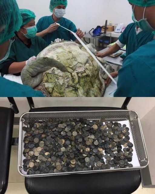 Tourists tossed coins for luck—Omsin the turtle swallowed them, thinking they were food. Years later, 5kg of metal nearly killed her. A 7-hour surgery saved her life—but not without a lesson. 💔 Good intentions aren’t always harmless. 📌 Full story in the comments.
