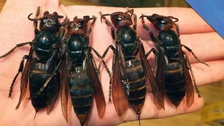 IMPORTANT ALERT! DEADLY DANGER! The Most Dangerous Insect In The World Has Appeared..Check👇👇👇