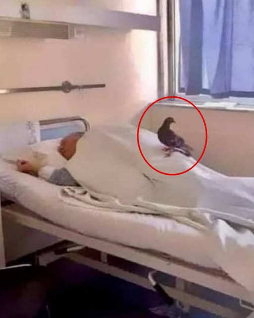 A nurse noticed an elderly man who had no visitors — except a pigeon that came every two days and rested on his chest. When she followed the bird outside, she realized it always flew to the bench where the man used to feed it. When he stopped coming, the pigeon went to find him. No family came… but the bird he cared for did. 📌 Full story in the comments.