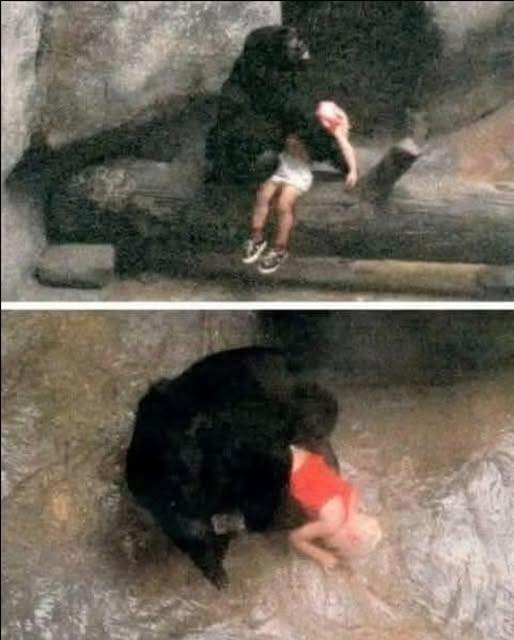 A 3-YEAR-OLD FELL INTO A GORILLA ENCLOSURE — AND WHAT THE GORILLA DID NEXT STUNNED THE WORLD 😮🦍 Everyone feared the worst… until the unthinkable happened. Full story in comments 👇