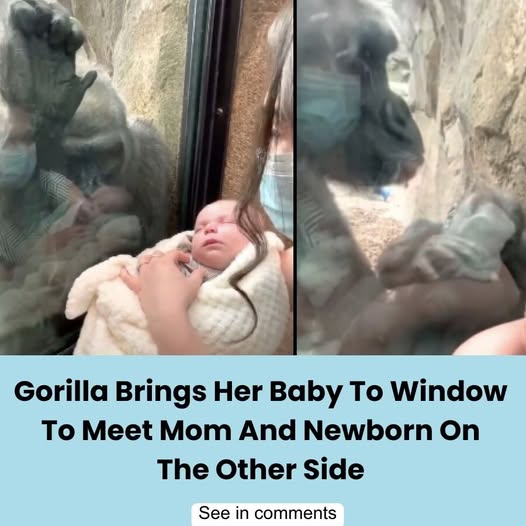 “My wife lifted our son so Kiki could see him through the enclosure … then Kiki picked up Pablo and carried him on her leg over to us.” see in the first comment